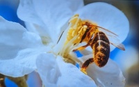 Honeybee butt 3