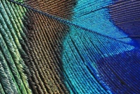 3  ~  'Peacock Feather.'