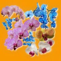 orchids_orange-bkgnd