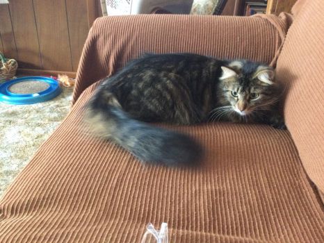 A Kit Cat Tail