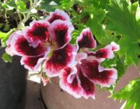 Martha Washington Geranium 1 May 2017