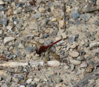 Red dragonfly