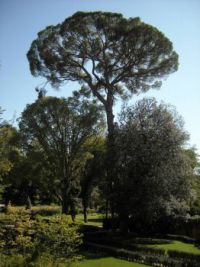 tree in Florence