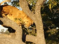 African bush