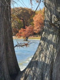 Fox lake tree