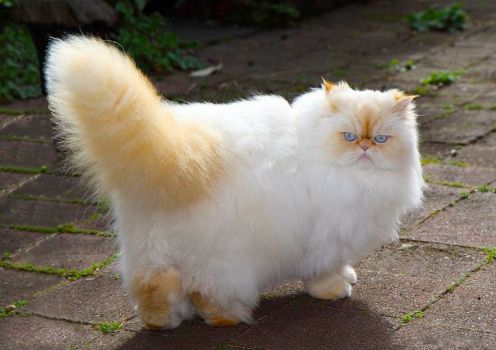 Red Point Himalayan cat!