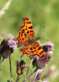 Comma Butterfly on thistles
