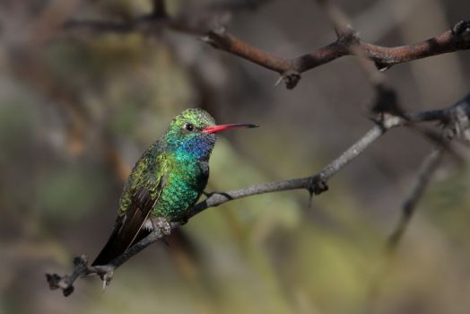 Broad-billed Hummingbird, Arizonia by Greg Lavaty