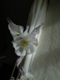 columbine 1