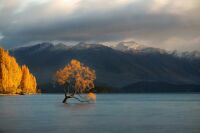 Lone Tree of Lake Wanaka, Wanaka, New Zealand