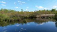 Reflections at Shu Swamp