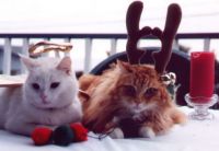 Christmas With The Cats
