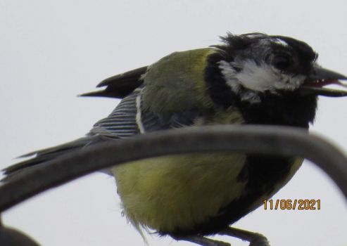Great Tit with a bad hair day.