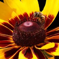 Bee on a Black-eyed Susan