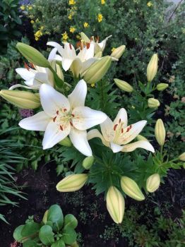 Lilies white