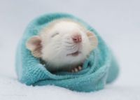 Sleepy Rat Nose