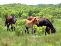 Wild Horses of North Carolina