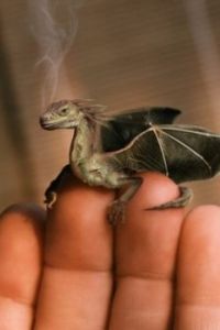baby-dragon-f