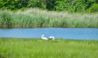 Swans