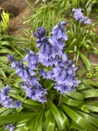 Wilde hyacint?
