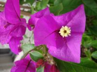 Bougaibvillea 2