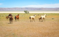 AT HOME ON THE RANGE