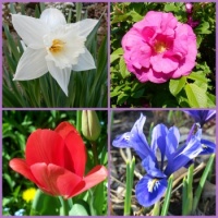 Spring Garden Flowers
