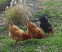 chickens, making sure nothing escapes them !