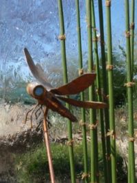 Dragonfly on new garden water feature.