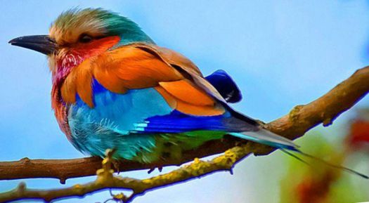 Colorful-Birds-Photo-4c74a87