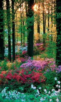 Solve Flower forest jigsaw puzzle online with 77 pieces