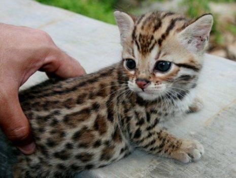 Baby Bengal kitten
