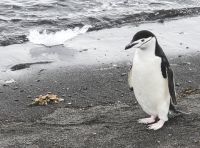 antarctica 17 - chin strap penguin
