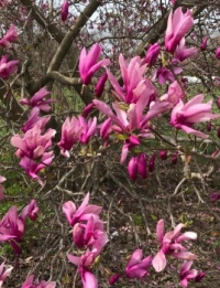 Magnolia Blossoms, Tower Grove Park, St. Louis, MO