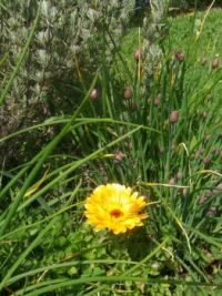 Calendula with chives