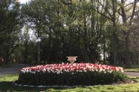 West End Tulip Bed, Tower Grove Park
