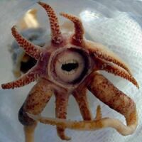 Creepy squid thing