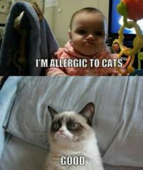 allergic to cats