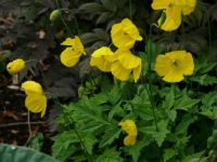 Theme - All Things Yellow