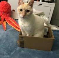 Thor's newest box