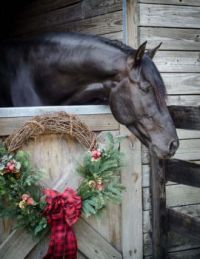 Andalusian Stallion