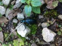 A Beetle in the yard