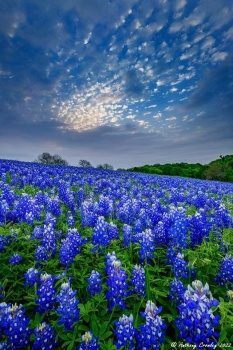 スピーチさん専用入手困難希少BLU-SWING SUNSET レコード BLU-SWING SUNSET レコード サイン入り - メルカリ