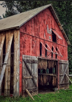 Solve An old tobacco barn with tobacco visible inside the door in ...