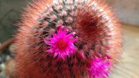 cactus_flower_40