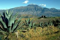 Agave