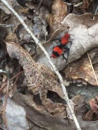 Velvet ant