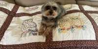 Owl Quilt & Ginger