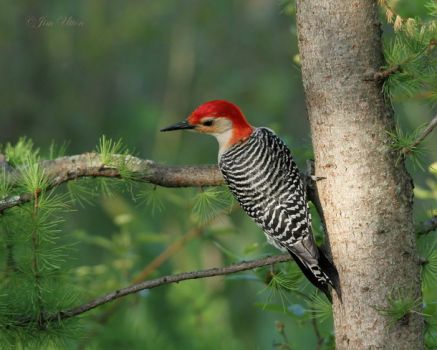 Male red belly woodpecker