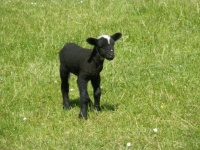 Swiss Lamb